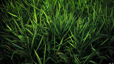 Pure Green Wallpapers - Top Free Pure Green Backgrounds - WallpaperAccess