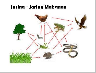 Jaringan Jaringan Makanan - Homecare24