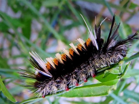 Milkweed Tussock Moth Caterpillar Photograph by Judy Kennedy | Fine Art ...