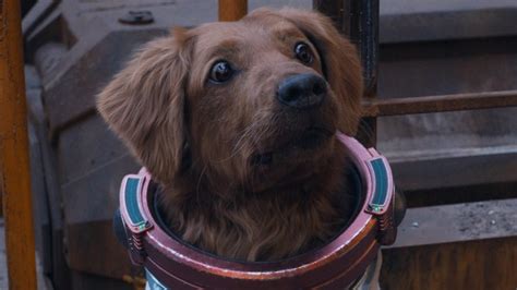 Confirmed: Guardians Vol. 3’s Cosmo Is a Very Good Dog