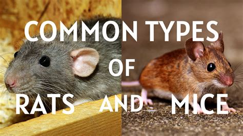 Common Types of House Rats and Mice | Rat vs Mouse