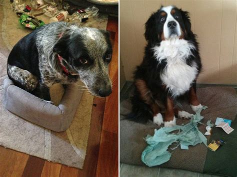 20 Photos Of Guilty Dogs That Are Very Sorry For What They've Done ...