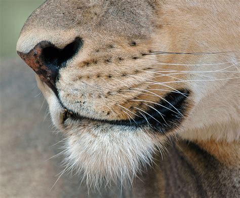 Something to roar about | San Diego Zoo Kids