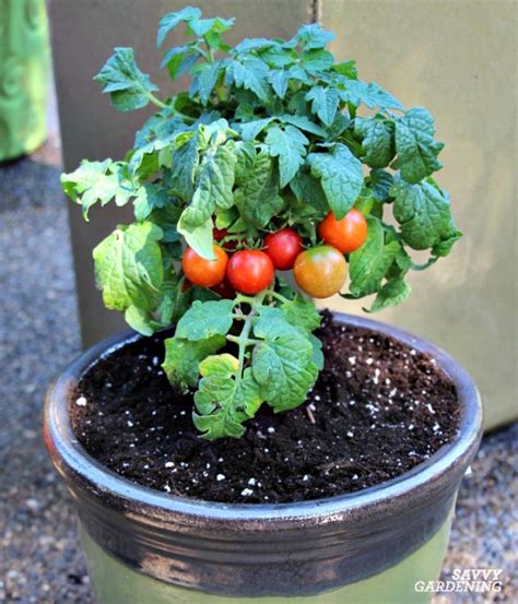 The Best Tomatoes for Containers and Tips for Growing Big Yields