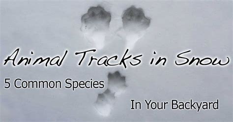 Squirrel Tracks In Snow Vs Rabbit