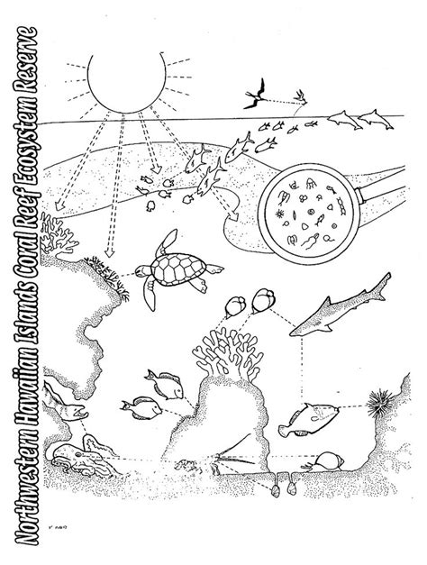 NWHI : For Keiki | Coloring pages, Ecosystems, Animal habitats