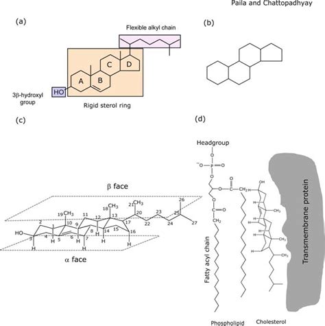 Cholesterol Molecule In Cell Membrane