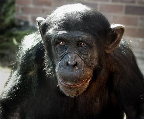 Sad chimp stock photo. Image of health, endangered, forest - 11403480