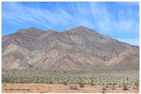 Borrego Springs, California: Wildflowers - The Geek Homestead