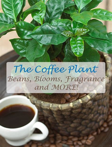 All about the coffee plant, including how to grow your own coffee beans ...