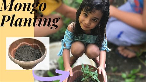 Planting Mongo seeds observation — Performance Task | kindergarten | FunJAM vlog - YouTube