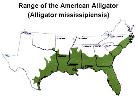 Approximate range of American alligator | American alligator, Alligator, American