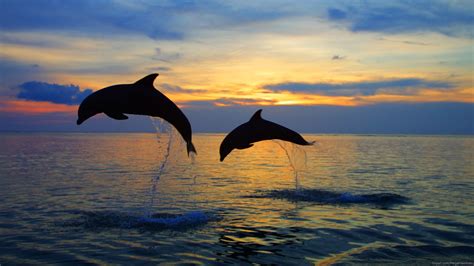 Dolphin Sunset Desktop Wallpaper