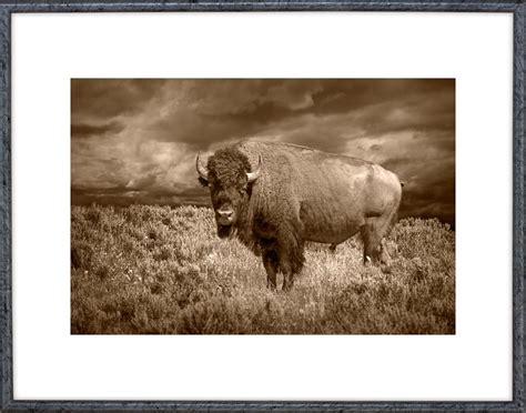 Yellowstone Buffalo American Bison National Park Wyoming | Etsy