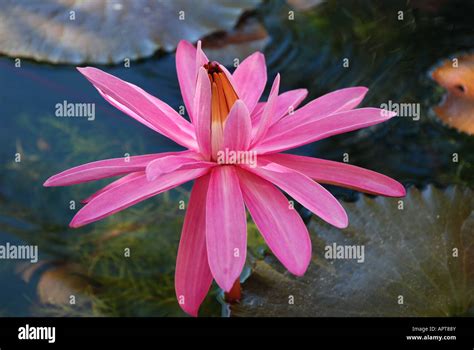 Pink water lily in a pond Stock Photo - Alamy