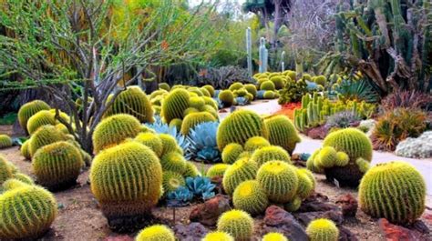 Desert Botanical Garden, Phoenix, Central Arizona - Traveldigg.com