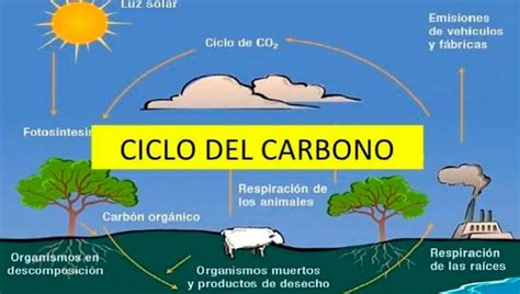 Esquema Del Ciclo Del Carbono