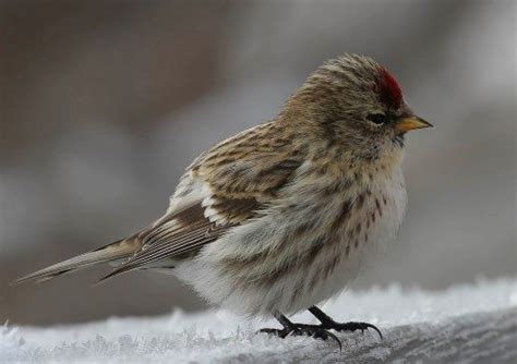 Redpoll - Birds and Blooms