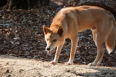 Dingoes 'Rewilding' Australia Could Save Biodiversity, Say Experts ...