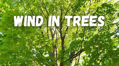 Wind in Trees Sound Effects - Leaves Rustling in Forest - YouTube