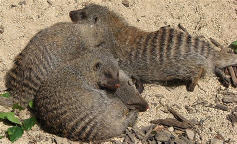 Banded Mongoose | The Animal Facts | Appearance, Diet, Habitat, Range