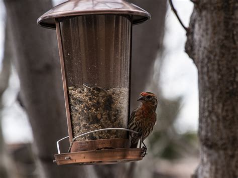 House Finch On A Feeder Free Stock Photo - Public Domain Pictures