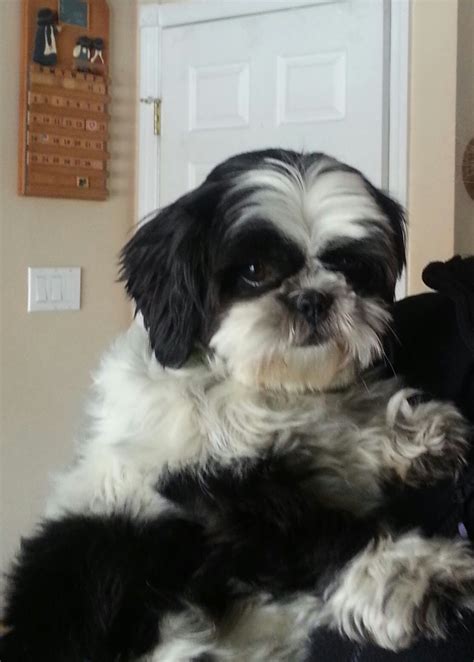 12 Pound Shih Tzu - Shih Tzu Dog