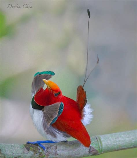 With Its Vivid Colors, King Bird-Of-Paradise Is A Living Gem