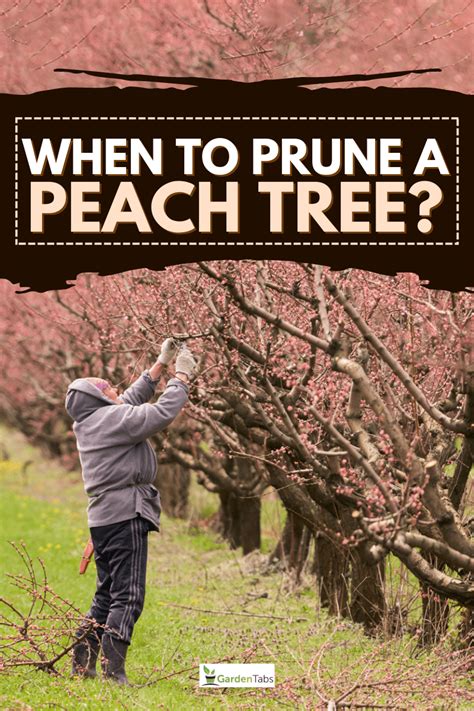 When To Prune A Peach Tree?