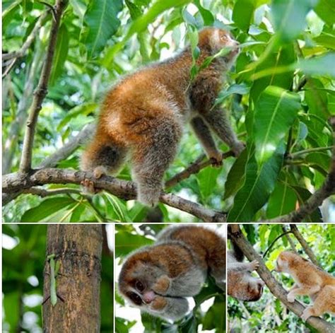 Spesies Baru Kukang Kalimantan | Biodiversitas Indonesia