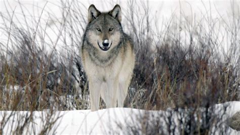 The return of wolves to Yellowstone Park - 60 Minutes - CBS News