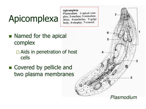 PPT - Sporozoans PowerPoint Presentation, free download - ID:5671037