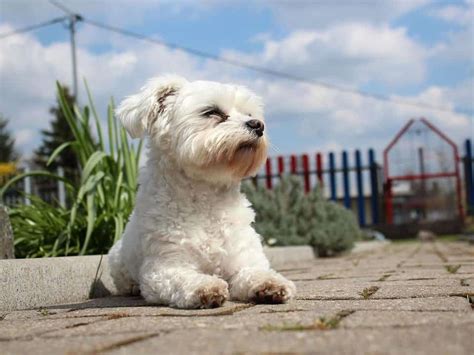 Do All Maltese Dogs Bark A Lot