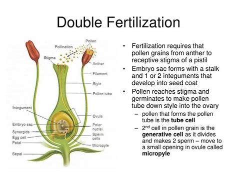 PPT - Flower morphology PowerPoint Presentation - ID:3614831