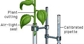 Antti's Biology: potometer