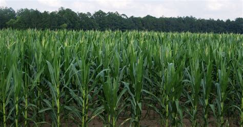 Growing sweet corn in the backyard garden - UF/IFAS Extension Gulf County