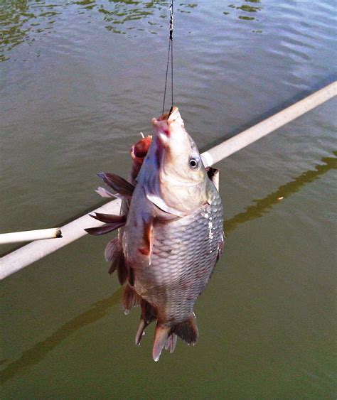 WARTA PANCING: Memancing Ikan Mas Dengan Metode Glosor.