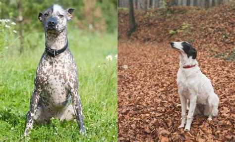 19 Borzoi Mixes With Long Snouts And Loving Hearts