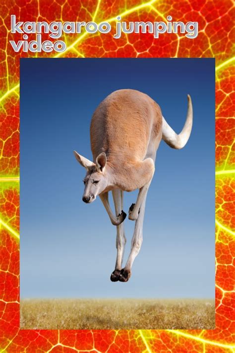 kangaroo jumping video, kangaroo animal video, kangaroo jumping high ...