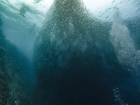 The ultimate Guide to Moalboal Diving, Philippines. | The Very Hungry ...