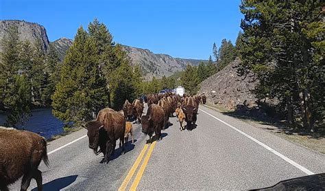 Watch a Bison Herd Cause a 3-Mile Traffic Jam in Yellowstone