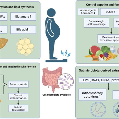 The mechanism of gut microbiota in the pathology of obesity. | Download ...