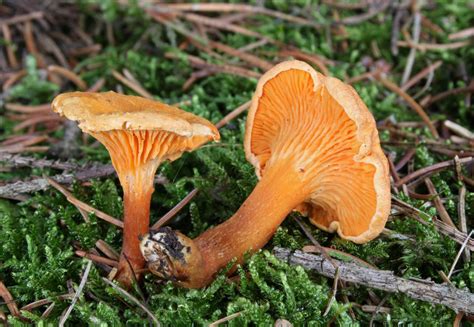 The Gold Standard: How to Identify Golden Chanterelle Mushrooms - Foraged - Foraged