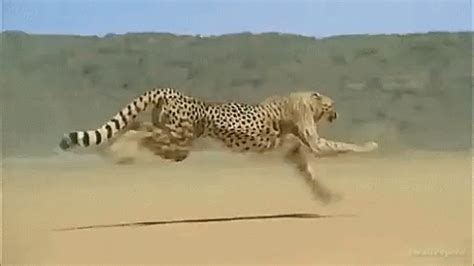 Cheetah Running GIF - Cheetah Running - Discover & Share GIFs