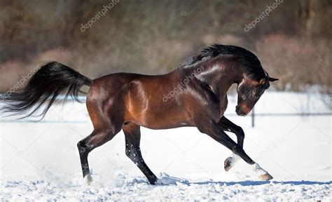 Brown horse running in the snow Stock Photo by ©melory 53896813