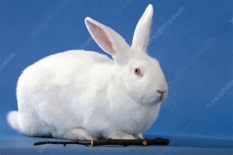 New Zealand white rabbit - Stock Image - F031/2751 - Science Photo Library