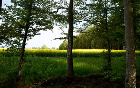 Free stock photo of corn field