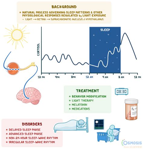 Circadian Rhythm: What Is It, How It Works, Why It’s Important, and More | Osmosis