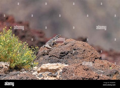 Death Valley wildlife bird and lizard Stock Photo - Alamy