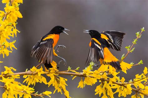 Cornell university handbook of the birds of the world - passacomputing